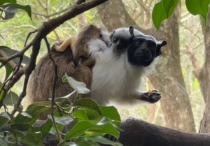Espécie criticamente ameaçada de extinção nasce no Zoo de Brasília