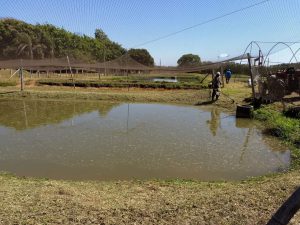 GDF avança no fortalecimento da cadeia produtiva local de pescados