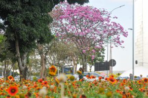 Como funciona o plano para manter a cidade arborizada