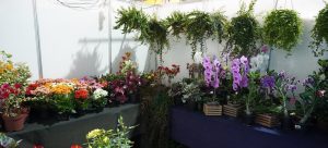 Feira Nacional do Artesanato e Flores tem participação de produtores do DF