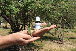 Novo fitoterápico produzido pela Farmácia Viva trata dor de garganta