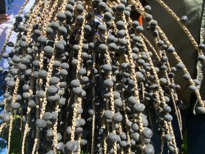 Produção de açaí é opção para produtores rurais do DF