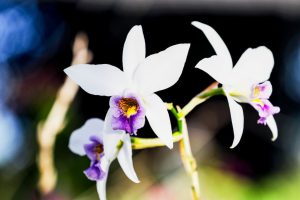 Flores produzidas no DF garantem beleza e mais durabilidade