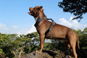 Cães farejadores de raça conceituada reforçam segurança no DF
