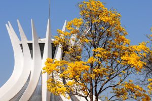 Junho abre a temporada de ipês no Distrito Federal