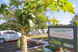 Projeto transforma área de descarte irregular de Brazlândia em jardim