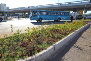 Canteiros da Rodoviária do Plano Piloto recebem 8 mil mudas