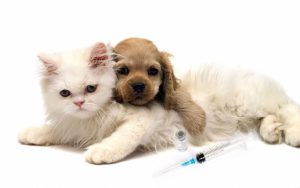 DF Plaza realiza campanhas de imunização e adoção de pets