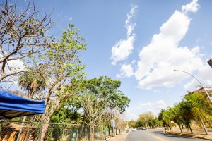Flores verdes: ipês mais raros começam a florescer em Brasília
