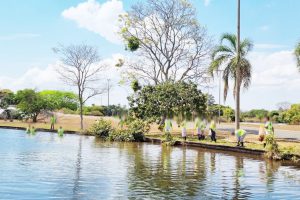 Ação do GDF retira 1,7 tonelada de lixo do lago do Parque da Cidade