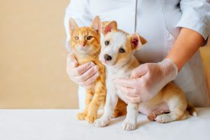 Castração gratuita de cães e gatos vai até o dia 18