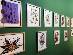 Última semana para conferir a Exposição de Flores Prensadas no DF Plaza