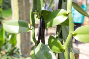 Yes, nós temos baunilha! Conheça o cultivo da especiaria no DF