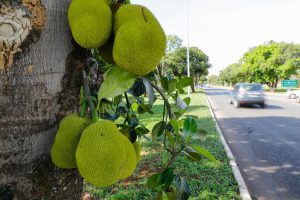 Cardápio de frutas a céu aberto faz a alegria dos brasilienses