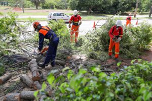 Demanda de poda de árvores é intensificada no período chuvoso
