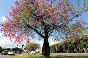 Quadradinho florido: veja as espécies que colorem o DF durante o ano