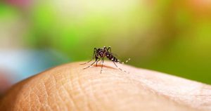 Dengue representa perigo a mais para saúde cardiovascular