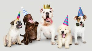 Folia animal no Carnapet do Boulevard Shopping