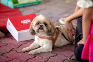 Boulevard Shopping realiza Páscoa Pet e feira de adoção