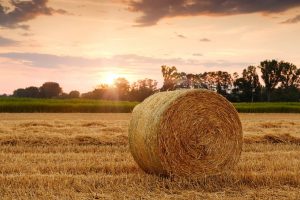 OAB Goiás promove roda de conversa sobre Recuperação Judicial do Produtor Rural