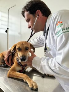 Caramelo ganha homenagem em seu último dia de tratamento contra tumor