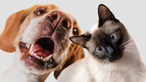 Nova lei institui Programa Guardião Responsável para cães e gatos no Distrito Federal