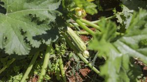 Agro do Quadrado: Produção de hortaliças do DF abastece a mesa dos brasilienses