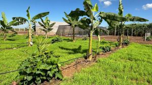Na AgroBrasília, aprenda a produzir frutas rentáveis em pequenas áreas