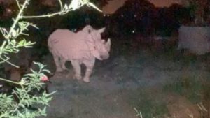 Passeio noturno do Zoológico de Brasília está de volta