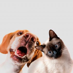 Fogos de artifício de baixo estampido protegem animais e garantem segurança no DF