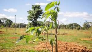 Mais de 2 mil árvores já foram plantadas para substituir antigos pinheiros do Parque da Cidade