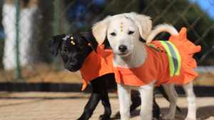 Projeto Cata-Pata promove primeira Feira de Adoção Responsável de Cães