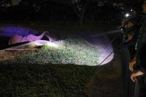 Zoo Noturno diverte visitantes com experiência única no mundo animal