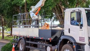 Manutenção de árvores no DF tem investimento de mais de R$ 50 milhões em 2024
