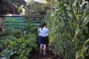 HUB promove cuidado em saúde através do cultivo comunitário