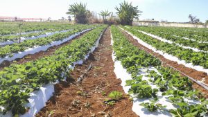 Agro do Quadrado: Crédito rural impulsiona a produção agrícola no Distrito Federal