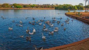 Lagoa dos Patos, no Parque da Cidade, passará por limpeza no sábado (20)