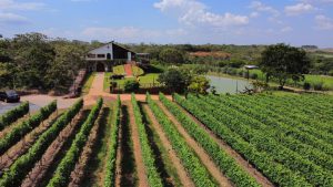 Expovitis chega a Brasília com vinho, música e diversão