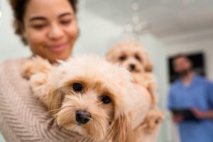 Seca exige mais hidratação e cuidados com os pets, confira as dicas do especialista