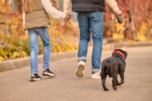 Campanha Pet sem Sujeira alerta tutores para recolhimento das fezes de animais