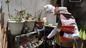 DF intensifica instalação de armadilhas contra o mosquito da dengue