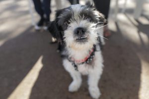 Primeiro Natal Pets tem demonstração de cães e ações de conscientização