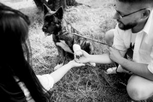 Guarda de pets compartilhada? Entenda como funciona esse direito entre casais após o divórcio