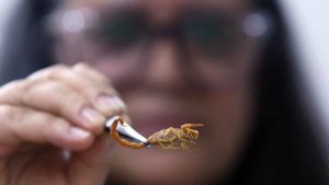 Acidentes com animais peçonhentos aumentam quase 12% no Distrito Federal, em 2024