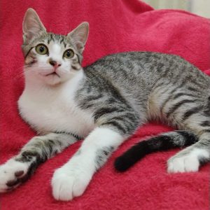 Conjunto Nacional realiza feira de adoção de animais em parceria com a SOS Pets Brasil