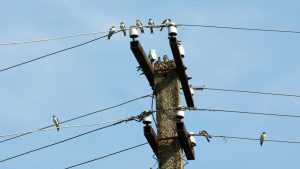 Furtos de cabos de energia elétrica no DF caem 14% com reforço policial