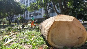 Equipes do GDF fazem ações emergenciais de cortes e podas de árvores após fortes chuvas