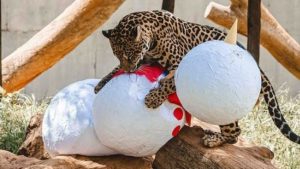 Zoo comemora Carnaval com enriquecimentos ambientais temáticos abertos ao público