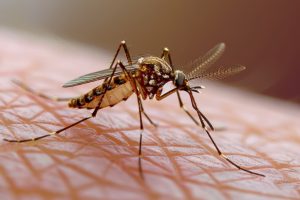 Combate à dengue em condomínios: saiba como eliminar larvas e evitar a proliferação do mosquito transmissor