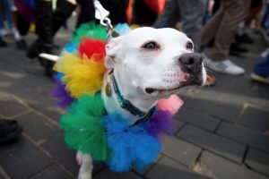 Carnaval Pet: Cobasi promove a terceira edição do “Bloco Bom para Cachorro” em várias de suas lojas pelo Brasil